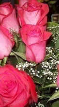 Plantas,Flores,Roses para LG KP501 Cookie