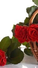 Descargar la imagen Flores,Roses,Plantas para celular gratis.