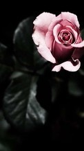 Plantas,Flores,Roses para LG Bello 2