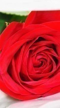 Flores,Plantas,Roses para HTC Desire 816