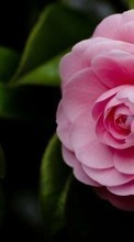 Flores,Plantas,Roses para HTC Legend