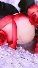 Flores,Plantas,Roses para HTC Desire C