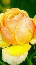 Flores,Plantas,Roses para Sony Xperia Neo L MT25i
