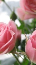 Flores,Plantas,Roses para HTC Desire 510