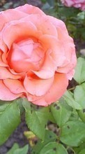 Descargar la imagen Plantas,Flores,Roses para celular gratis.
