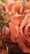 Descargar la imagen Flores,Plantas,Roses para celular gratis.