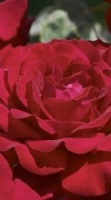 Flores,Plantas,Roses para Samsung Galaxy E7