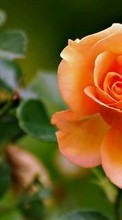 Flores,Plantas,Roses para Samsung Galaxy Express