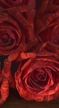 Flores,Plantas,Roses para HTC Desire 820