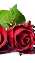 Flores,Plantas,Roses para LG Optimus L9 P765