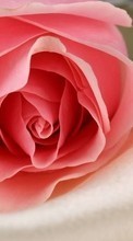 Flores,Plantas,Roses para HTC EVO 3D