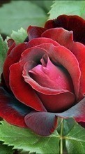 Flores,Plantas,Roses para Samsung Galaxy Y Duos S6102