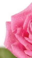 Plantas,Flores,Roses para Sony Xperia Z5
