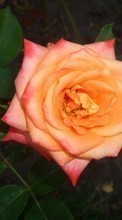 Plantas,Flores,Roses para Sony Xperia go