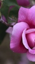 Descargar la imagen Flores,Plantas,Roses para celular gratis.