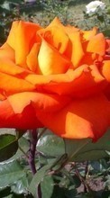 Descargar la imagen 240x400 Plantas,Flores,Roses para celular gratis.