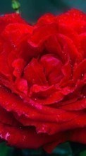 Plantas,Flores,Roses para Sony Xperia Z Ultra