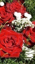 Plantas,Flores,Roses para Sony Xperia C3