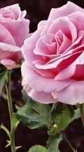 Descargar la imagen 240x320 Plantas,Flores,Roses para celular gratis.