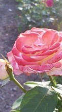 Descargar la imagen 320x240 Plantas,Flores,Roses para celular gratis.
