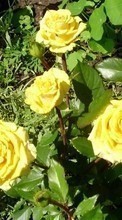 Descargar la imagen 240x320 Plantas,Flores,Roses para celular gratis.