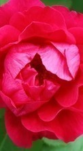 Descargar la imagen 1024x600 Plantas,Flores,Roses para celular gratis.