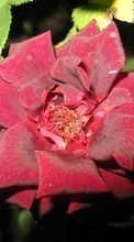 Descargar la imagen Plantas,Flores,Roses para celular gratis.