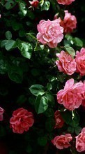 Plantas,Flores,Roses para Nokia 5.3
