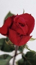 Plantas,Flores,Roses para Huawei Honor 7 Premium