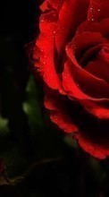 Descargar la imagen 320x240 Plantas,Flores,Roses para celular gratis.