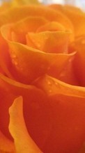 Descargar la imagen 320x480 Plantas,Flores,Roses para celular gratis.