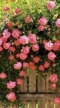 Descargar la imagen 320x480 Plantas,Flores,Roses para celular gratis.