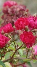 Descargar la imagen 128x160 Plantas,Flores,Roses para celular gratis.