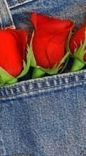 Plantas,Flores,Roses para Samsung Galaxy S Plus