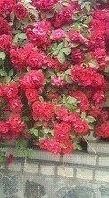 Descargar la imagen 360x640 Plantas,Flores,Roses para celular gratis.