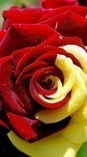 Descargar la imagen 1280x800 Plantas,Flores,Roses para celular gratis.