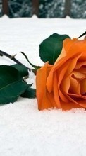 Descargar la imagen Flores,Plantas,Roses,Nieve para celular gratis.
