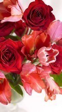 Descargar la imagen Plantas,Flores,Roses,Tulipanes para celular gratis.