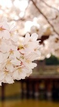 Descargar la imagen Plantas,Flores,Sakura para celular gratis.