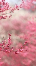 Descargar la imagen Flores,Plantas,Sakura para celular gratis.