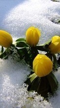 Descargar la imagen Flores,Plantas,Nieve para celular gratis.