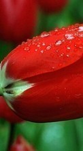 Descargar la imagen 1280x800 Plantas,Flores,Tulipanes para celular gratis.