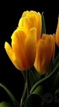 Descargar la imagen 480x800 Plantas,Flores,Tulipanes para celular gratis.