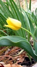 Descargar la imagen 128x160 Plantas,Flores,Tulipanes para celular gratis.