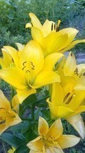 Descargar la imagen Plantas,Flores,Tulipanes para celular gratis.