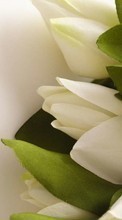 Descargar la imagen 1024x768 Plantas,Flores,Tulipanes para celular gratis.