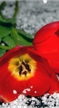 Descargar la imagen 540x960 Plantas,Flores,Tulipanes para celular gratis.