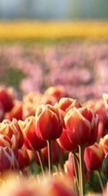 Plantas,Flores,Tulipanes
