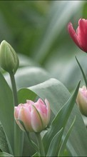Plantas,Flores,Tulipanes para Fly Nimbus 3 FS501