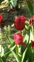 Descargar la imagen 540x960 Plantas,Flores,Tulipanes para celular gratis.